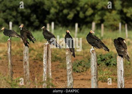 greater yellow-headed vulture (Cathartes melambrotus), six yellow-headed vultures sitting in rank and file on posts, Brazil, Mato Grosso do Sul Stock Photo