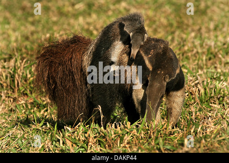 giant anteater (Myrmecophaga tridactyla), female anteater carrying her sleeping infant on the back, Brazil, Mato Grosso do Sul Stock Photo