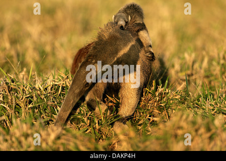 giant anteater (Myrmecophaga tridactyla), female anteater carrying her young animal on the back, Brazil, Mato Grosso do Sul Stock Photo