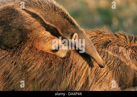 giant anteater (Myrmecophaga tridactyla), infant sitting on the back of the mother, Brazil, Mato Grosso do Sul Stock Photo