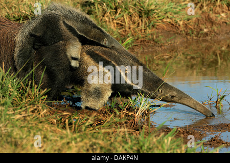 giant anteater (Myrmecophaga tridactyla), female anteater carrying her infant on the back and drinking at water place, Brazil, Mato Grosso do Sul Stock Photo