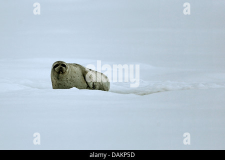 ringed seal (Phoca hispida, Pusa hispida), at blowhole Canadian Arctic near Bylot Island, Canada, Nunavut, Sirmilik National Park Stock Photo