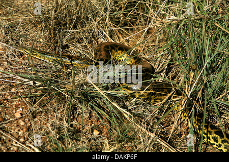 Yellow anaconda (Eunectes notaeus), winding through the grass, Brazil, Mato Grosso do Sul Stock Photo