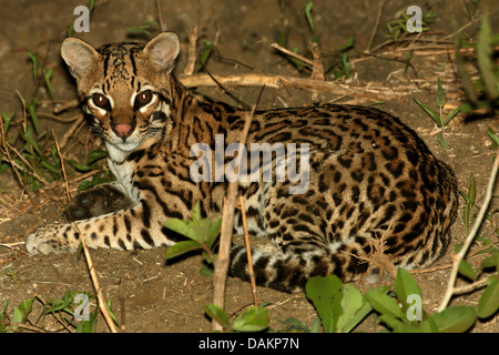 Ocelot, Dwarf leopard (Felis pardalis, Leopardus pardalis), lying, Brazil, Mato Grosso do Sul Stock Photo