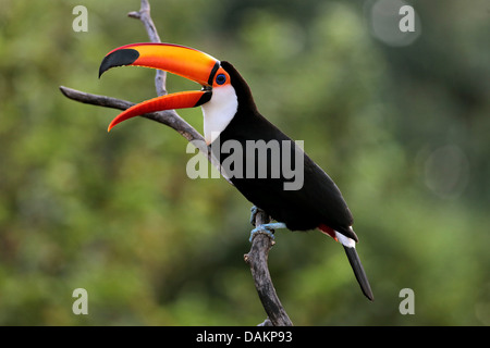 Toco toucan, Toucan, Common Toucan (Ramphastos toco), sitting on a dry branch, Brazil, Mato Grosso do Sul Stock Photo