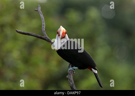 Toco toucan, Toucan, Common Toucan (Ramphastos toco), sitting on a dry branch, Brazil, Mato Grosso do Sul Stock Photo