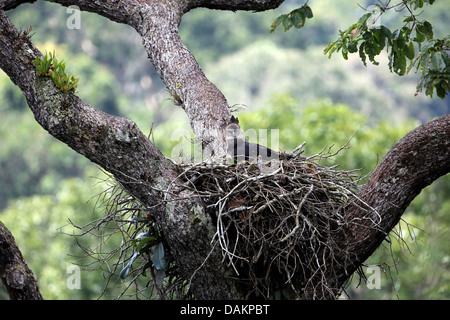 Harpy eagle (Harpia harpyja), female breeding, largest eagle of the world, Brazil Stock Photo