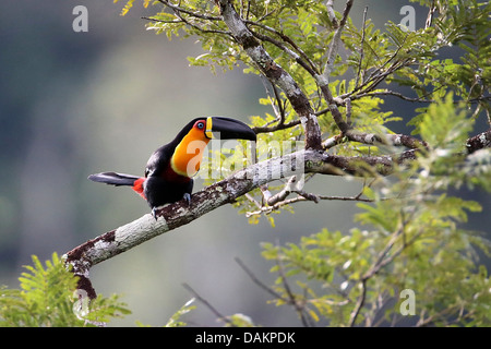 Channel-billed toucan (Ramphastos vitellinus), on a branch, Brazil Stock Photo