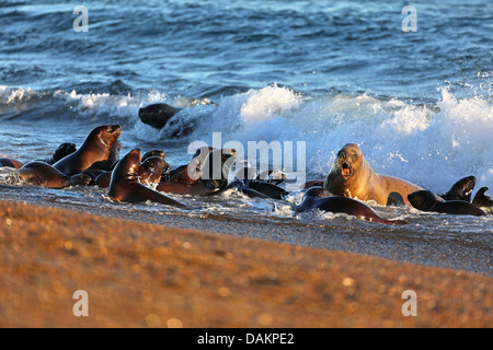 Southern sea lion, South American sea lion, Patagonian sea lion (Otaria flavescens, Otaria byronia), group of puppies crawling together to the surf, Argentina, Patagonia, Valdes Stock Photo