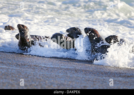 Southern sea lion, South American sea lion, Patagonian sea lion (Otaria flavescens, Otaria byronia), puppies in the surf, Argentina, Patagonia, Valdes Stock Photo