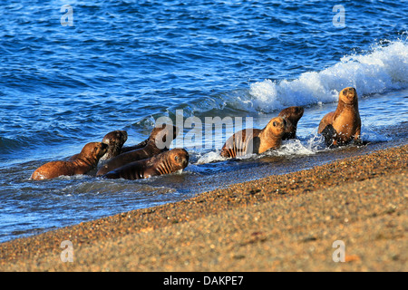 Southern sea lion, South American sea lion, Patagonian sea lion (Otaria flavescens, Otaria byronia), puppies in the surf, Argentina, Patagonia, Valdes Stock Photo