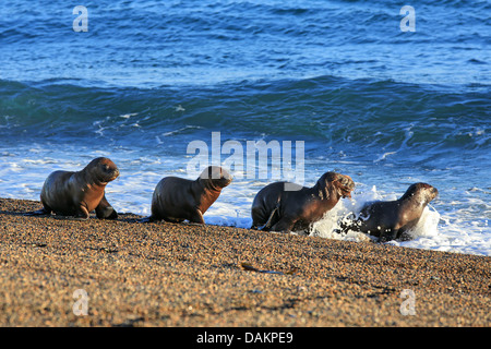 Southern sea lion, South American sea lion, Patagonian sea lion (Otaria flavescens, Otaria byronia), puppies crawling to the surf, Argentina, Patagonia, Valdes Stock Photo