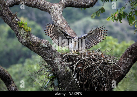 Harpy eagle (Harpia harpyja), female returning to the aerie, largest eagle of the world, Brazil, Serra das Araras Stock Photo