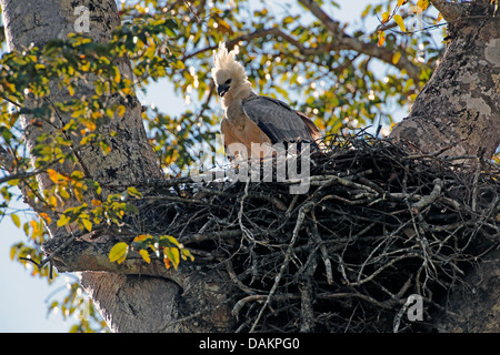 Harpy eagle (Harpia harpyja), immature in aery, largest eagle of the world, Brazil, Serra das Araras Stock Photo