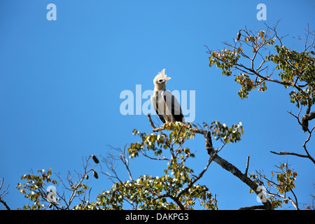 Harpy eagle (Harpia harpyja), immature sitting on a branch, largest eagle of the world, Brazil, Serra das Araras Stock Photo