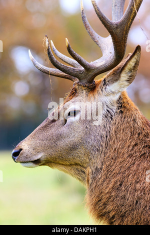 Portrait of deer stag in forest landscape Stock Photo