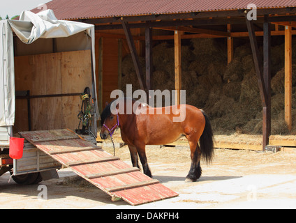 Horse standing alone in front of a hayloft Stock Photo