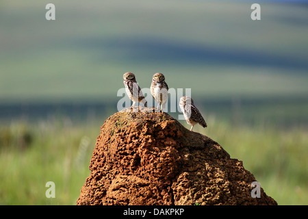 Burrowing Owl (Speotyto cunicularia, Athene cunicularia), three burrowing owls on a termite hill in a meadow, Brazil, Serra da Canastra National Park Stock Photo