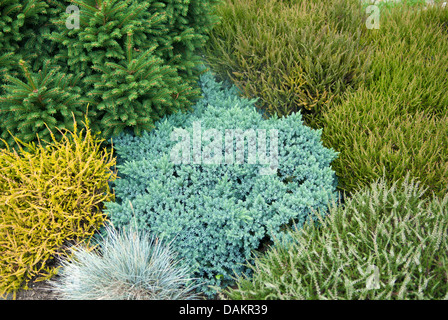 Blue Star Juniper (Juniperus squamata 'Blue Star', Juniperus squamata Blue Star), cultivar Blue star Stock Photo