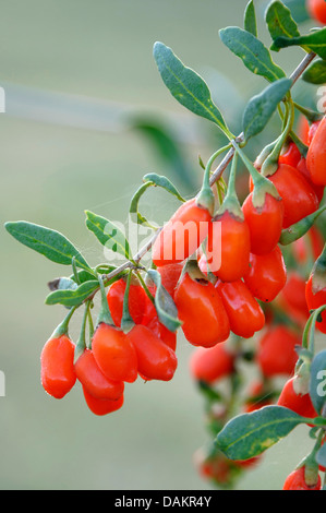 Chinese wolfberry, Chinese boxthorn, Himalayan goji (Lycium barbarum 'No1 Lifeberry', Lycium barbarum No1 Lifeberry), branch with berries Stock Photo