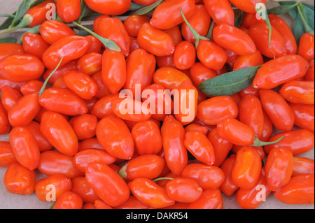 Chinese wolfberry, Chinese boxthorn, Himalayan goji (Lycium barbarum 'No1 Lifeberry', Lycium barbarum No1 Lifeberry), collected goji berries Stock Photo