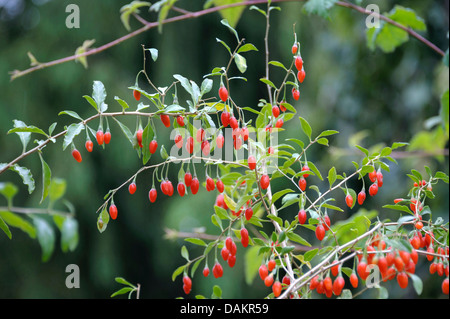 Chinese wolfberry, Chinese boxthorn, Himalayan goji (Lycium barbarum 'Sweet Lifeberry', Lycium barbarum Sweet Lifeberry), cultivar Sweet Lifeberry Stock Photo