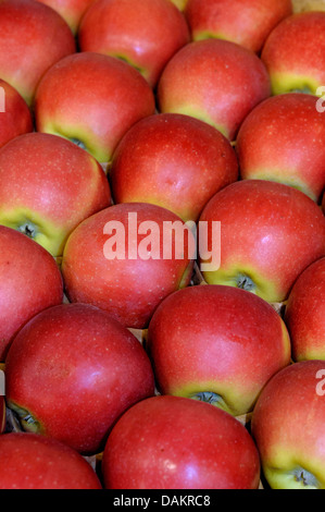 apple tree (Malus domestica 'Kanzi', Malus domestica Kanzi), cultivar Kanzi Stock Photo