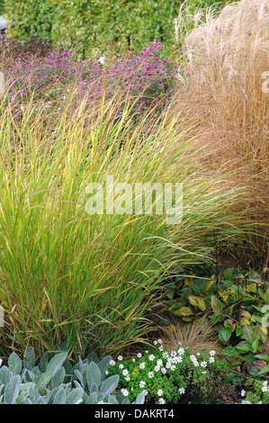 old switch panic grass (Panicum virgatum 'Shenandoah', Panicum virgatum Shenandoah), cultivar Shenandoah Stock Photo