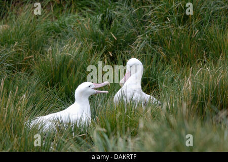 A wandering albatross couple (Diomedea exulans) is pictured on Prion Island, South Georgia, 28 March 2009. Photo: Harro Mueller Stock Photo