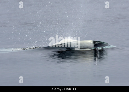 white whale, beluga (Delphinapterus leucas), blow of a beluga, Canada, Nunavut, Bylot Island Stock Photo