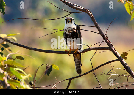 aplomado falcon (Falco femoralis), sitting on a branch, Brazil, Mato Grosso do Sul Stock Photo