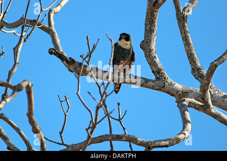bat falcon (Falco rufigularis), sitting on a branch, Brazil, Mato Grosso do Sul Stock Photo