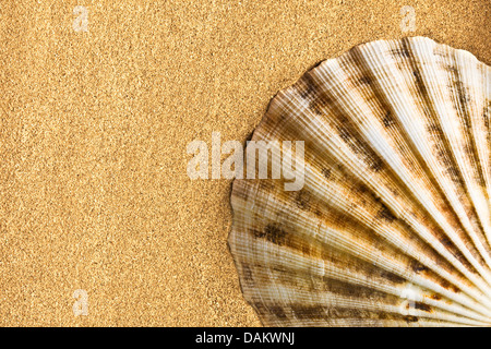 the sea shell on sand Stock Photo