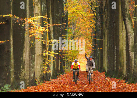 two mountainbikers biking through the autumn foliage of an alley, Belgium Stock Photo