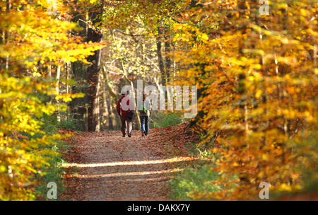 walkers in in autum wood, Belgium, Heverleebos Stock Photo