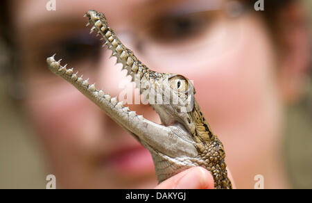 A little Australian freshwater crocodile shows his pointed teeth while held by a keeper at the zoo in Frankfurt, Germany, 13 May 2011. The little crocodile is only 25 cm long but already bites hard. Photo: Boris Roessler Stock Photo