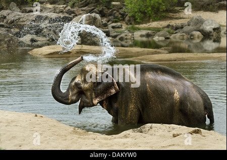 Asiatic elephant, Asian elephant (Elephas maximus), standing in the water at a lake shore splashing himself with the trunk, India, Madhya Pradesh, Kanha National Park Stock Photo