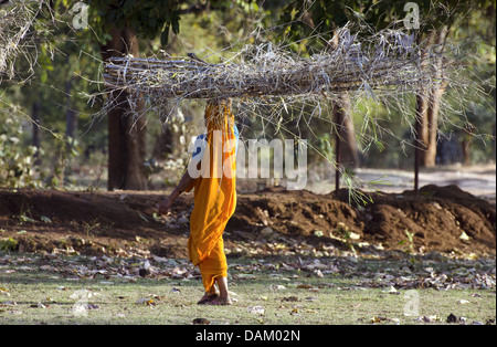 woman carrying a bundle of bamboo on the head, India, Madhya Pradesh Stock Photo