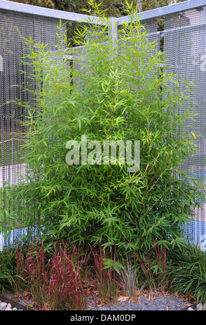 Bisset's Bamboo (Phyllostachys bissetii) Stock Photo