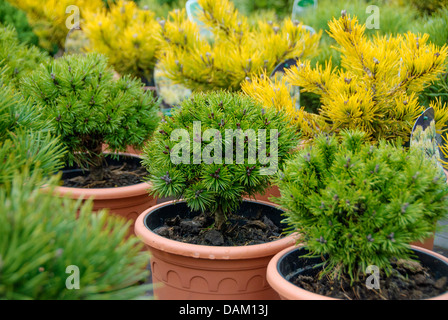 Mountain pine, Mugo pine (Pinus mugo 'Prof Scholz', Pinus mugo Prof Scholz), cultivar Prof Scholz, potted Stock Photo