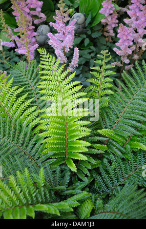 soft shield fern (Polystichum setiferum 'Proliferum', Polystichum setiferum Proliferum), cultivar Proliferum in a flowerbed wirth Spiraea Stock Photo