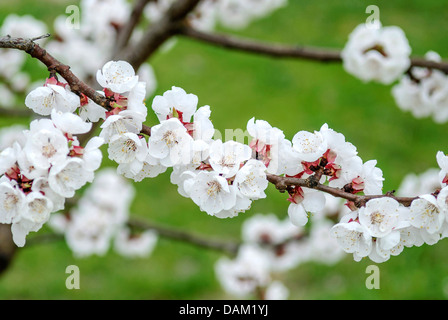 apricot tree (Prunus armeniaca 'Goldrich', Prunus armeniaca Goldrich), cultivar Goldrich Stock Photo