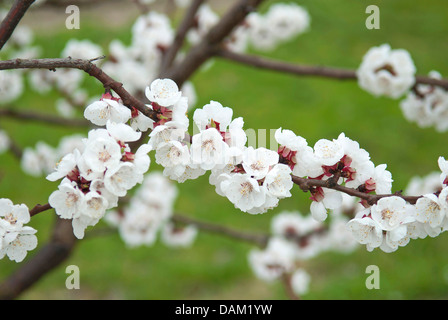 apricot tree (Prunus armeniaca 'Goldrich', Prunus armeniaca Goldrich), cultivar Goldrich Stock Photo