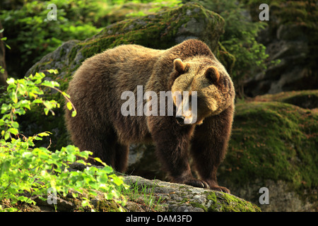 Brown Bear, Ursus arctos, Bavaria, Germany Stock Photo - Alamy