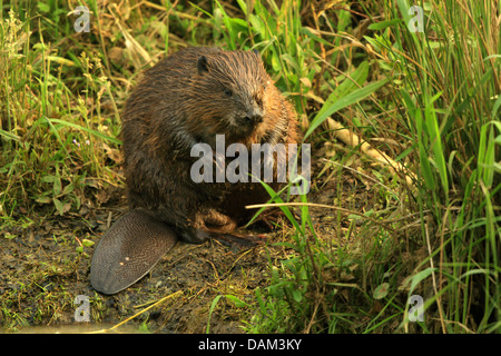 Eurasian beaver, European beaver (Castor fiber), sitting on shore, Germany, Baden-Wuerttemberg Stock Photo