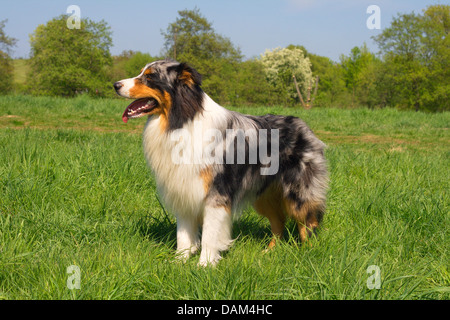 Australian Shepherd (Canis lupus f. familiaris), two-year-old male in Blue Merle colouration standing in a meadow, Germany Stock Photo