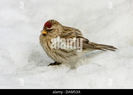 redpoll, common redpoll (Carduelis flammea, Acanthis flammea), sitting in snow, Sweden, Hamra National Park Stock Photo