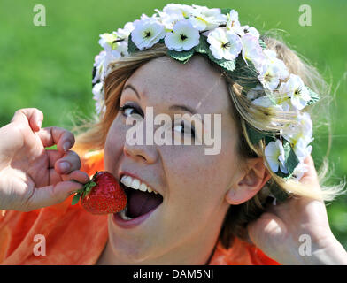 Saxonian blossom queen Christin Gensmann tries a strawberry on the field of Klosterobst in Sornzig, Germany, 24 May 2011. Saxonian farmers expect an average harvest this year. On 440 hectares, 4,000 tons of fruit grow. Strawberries, apples and cherries are the most important fruits in Saxony. Photo: Hendrik Schmidt Stock Photo