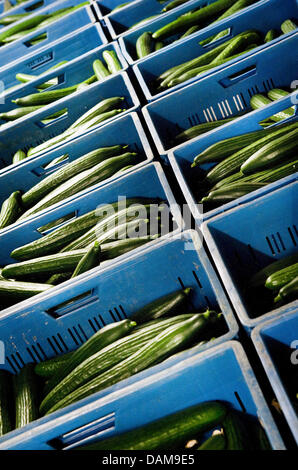 (FILE) An archive photo dated 27 May 2011 shows crates of cucumbers in a wharehouse of the farmer Arie Wooning in Tilz-Almen, Germany. Out of fear of EHEC, consumers are keeping away from cucumbers, tomatoes and lettuce. The aggressive intestinal infection EHEC has already killed 10 people in Germany and there have already been more than 1200 infections and suspected cases in Germa Stock Photo