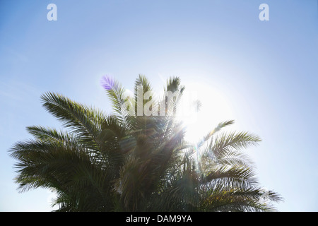 Palm tree against blue sky Stock Photo